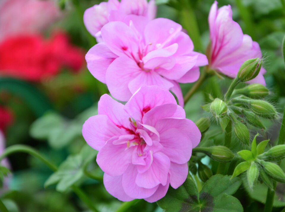 Plant garden summer