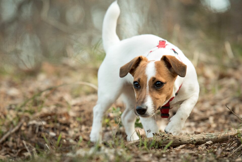 Jack russell terrier