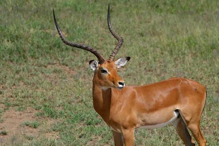 Nature wilderness herbivore
