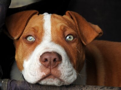 Pitbull dog contemplative photo