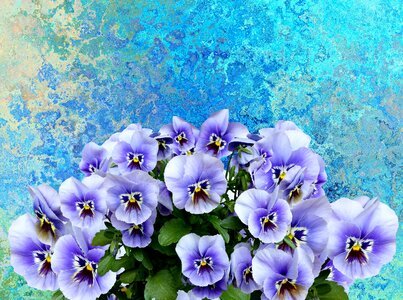 Purple spring flower violaceae photo