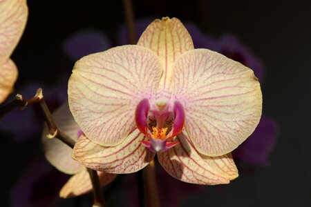 Bloom flower nature