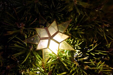 Decoration ornament black tree