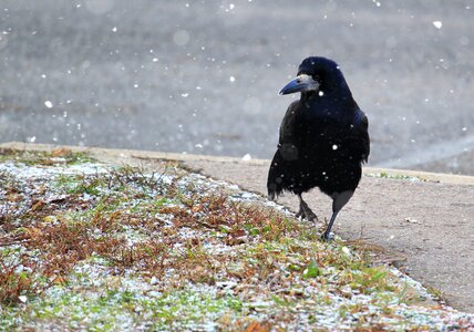 Outdoors animal winter