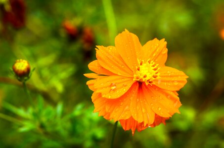 Summer petal orange photo