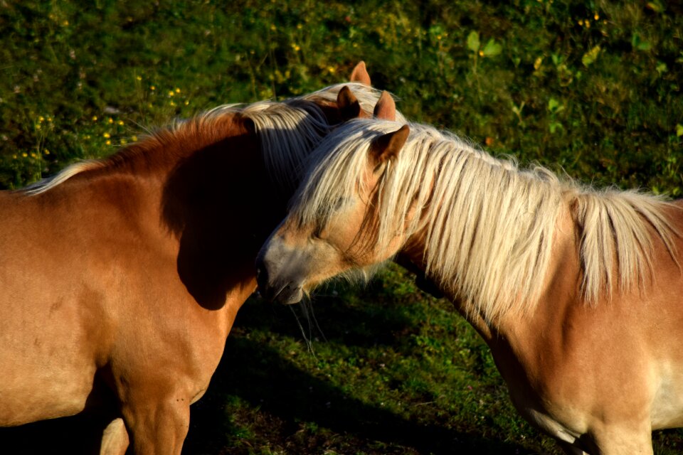 Mare horse head mane