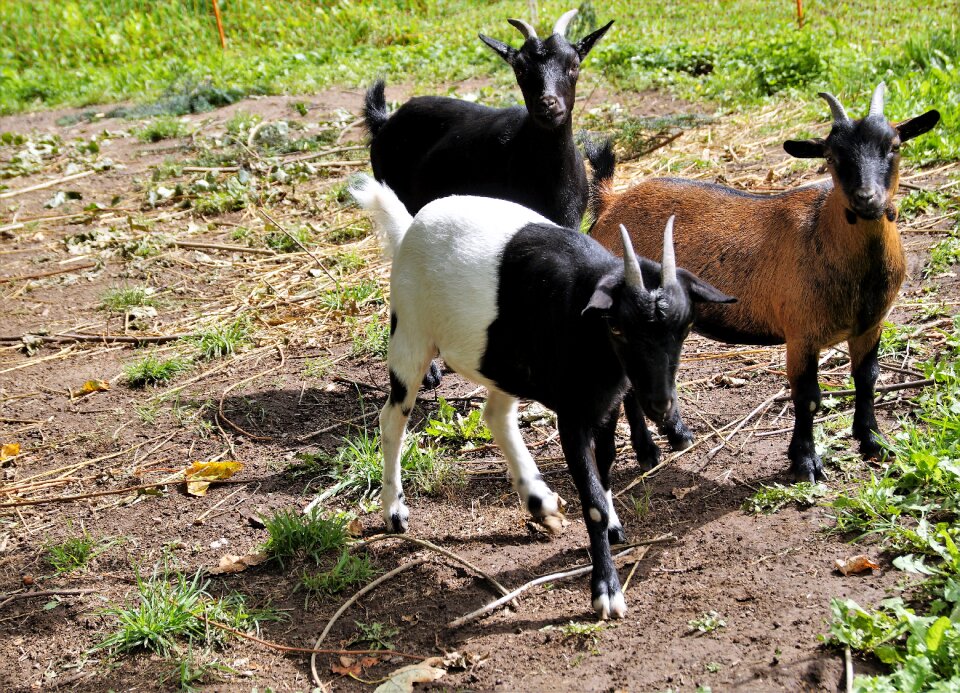Farm economy mammal