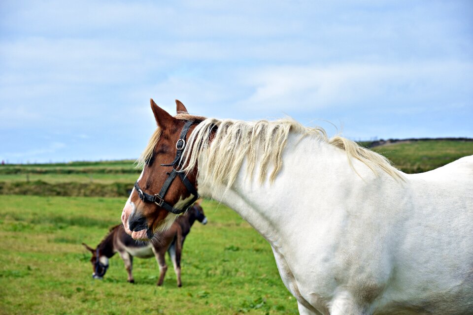 Animal horse ireland