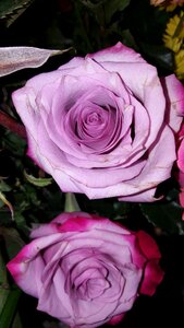 Purple rose pink photo