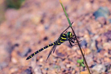 Source virgin dragonfly insect