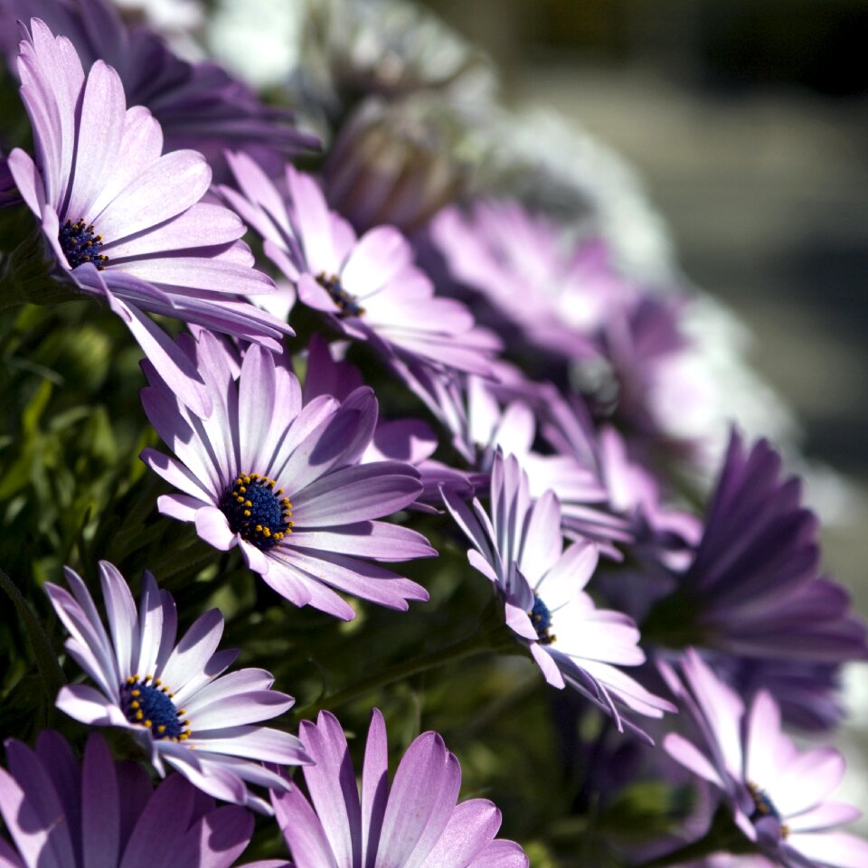 Flora nature petal