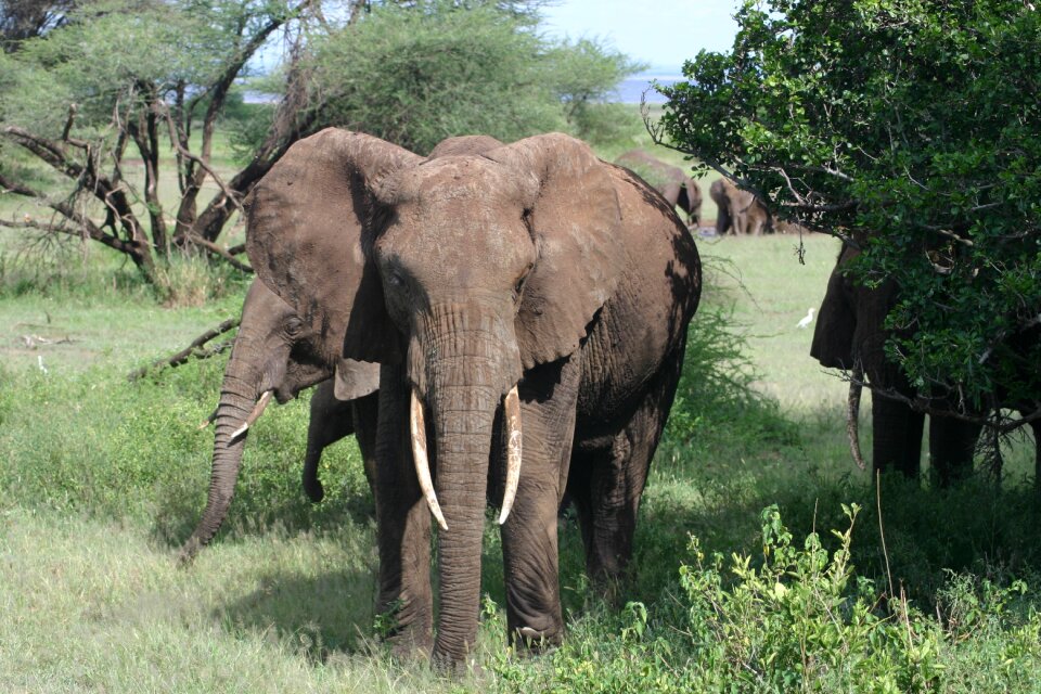 Animal mammal wildlife