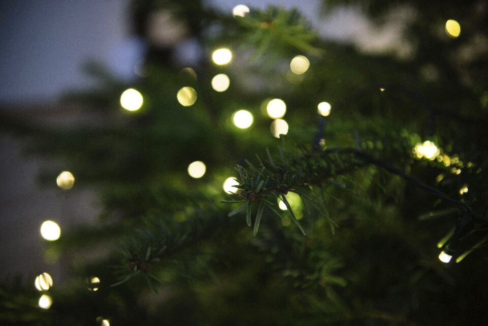 Lights dark green dark