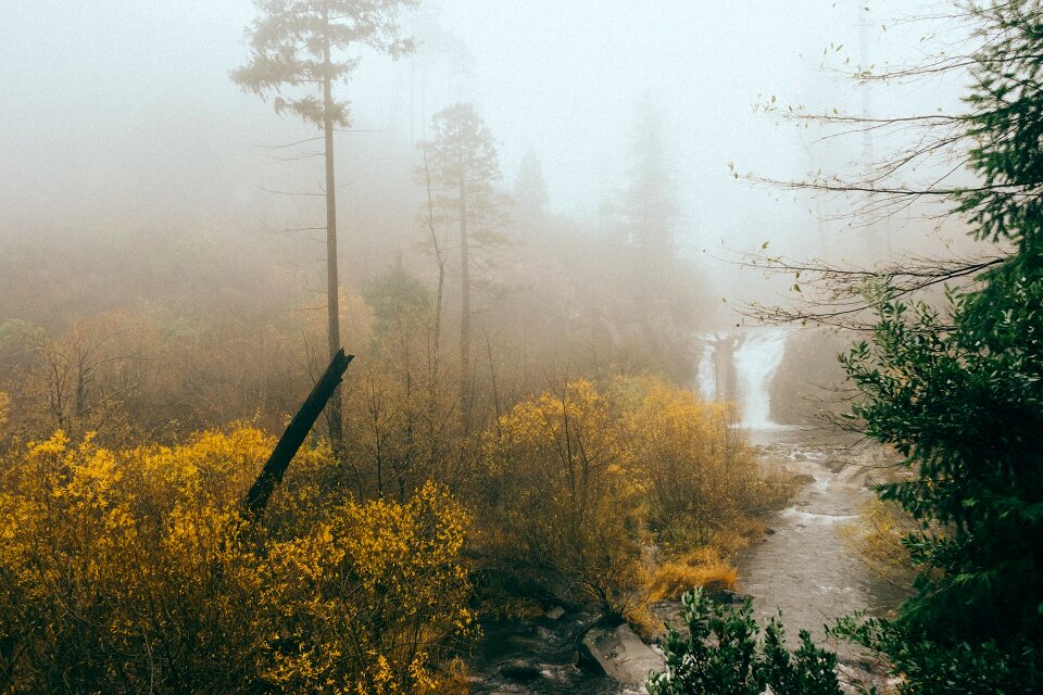 Nature woods trees