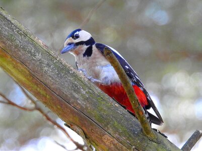 Nature woodpecker wild animals