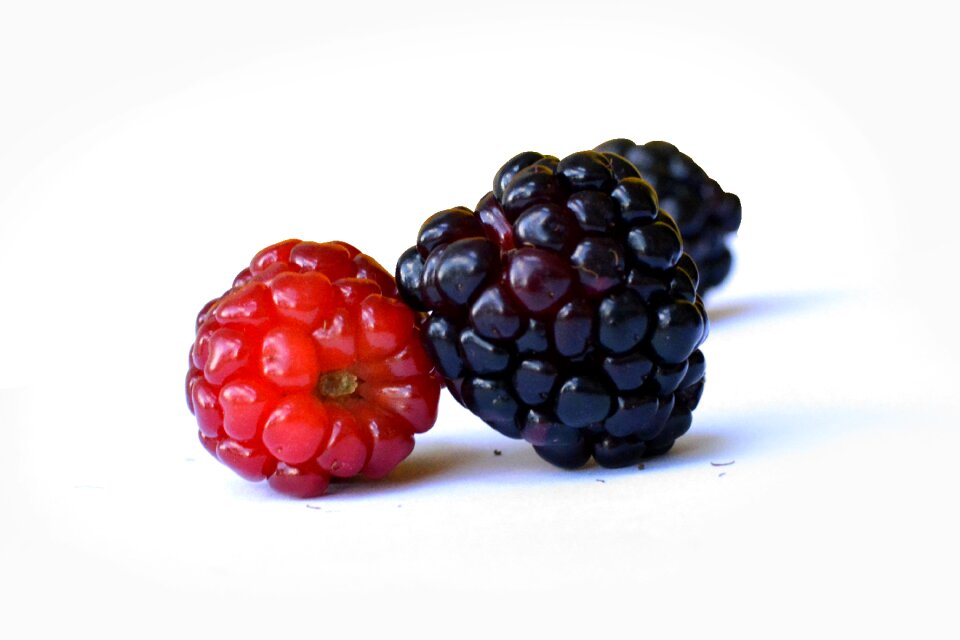Wild fruits blackberry purple red fruits