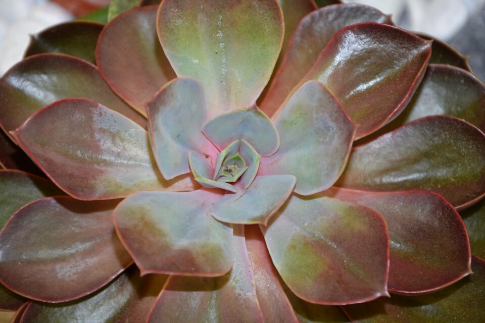 Green decorative thorns