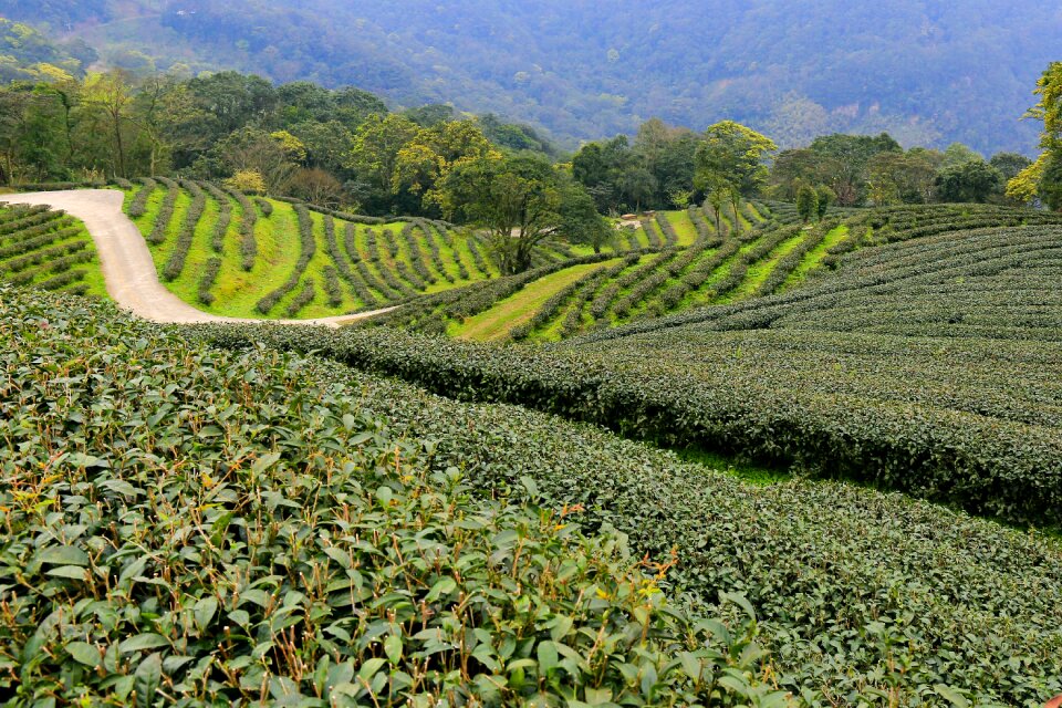 Field plant farm