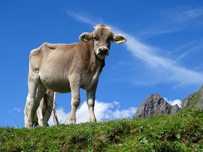 Alm cows pasture