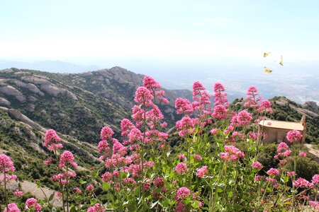 Sky montserrat butterfly