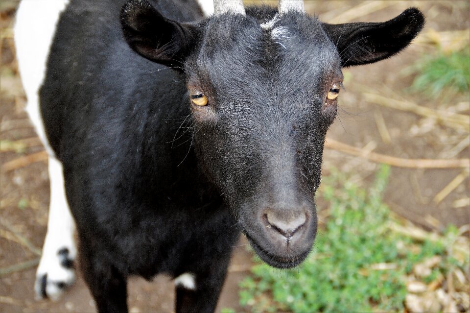 Farm economy mammal