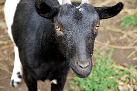 Farm economy mammal