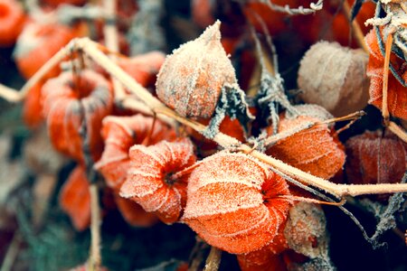 Desktop decoration autumn