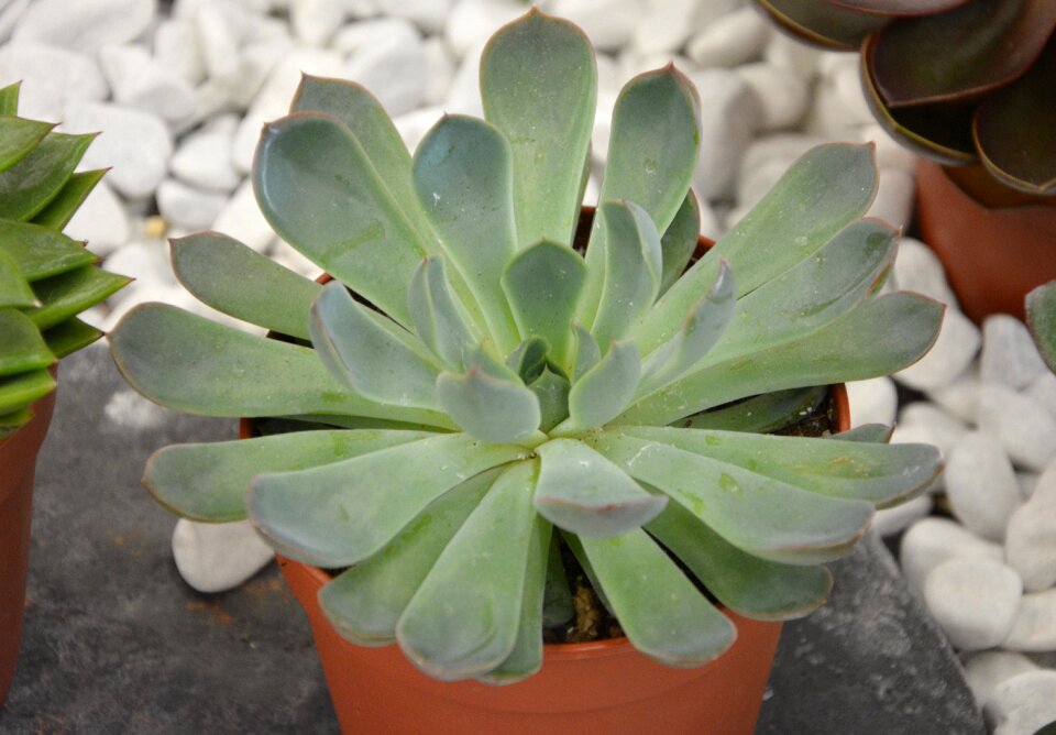 Nature botany succulent