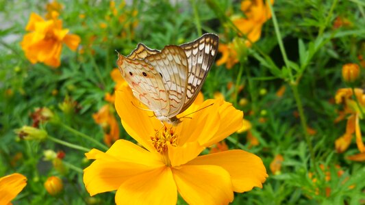 Braun wings yellow flowers