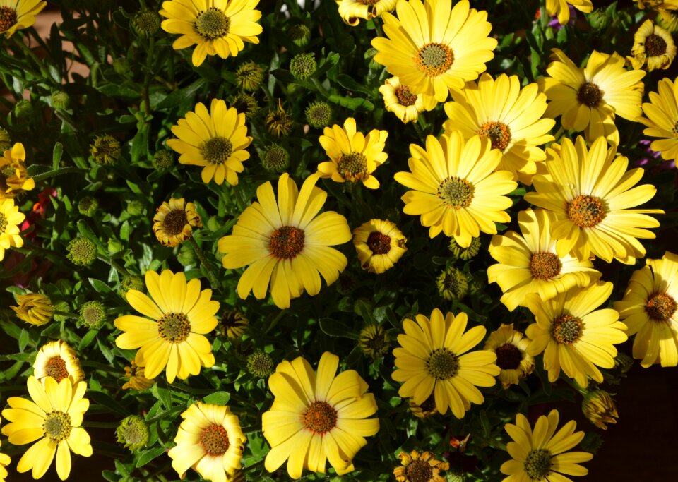 Plant summer floral
