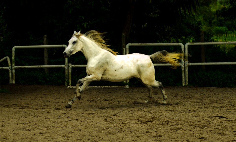 Cavalry action energy stallion