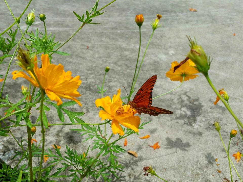 Flowers shadow yellow
