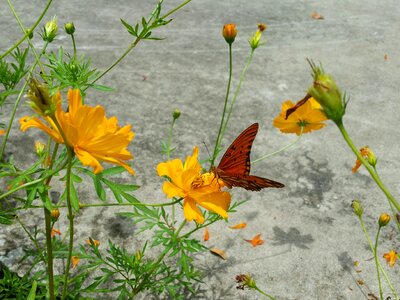 Flowers shadow yellow