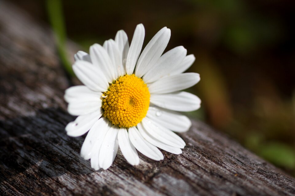 Plant flower floral