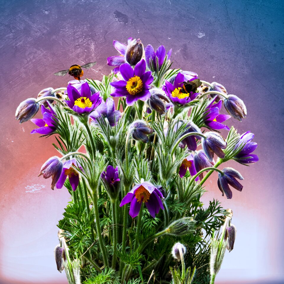 Nature garden pasque flower