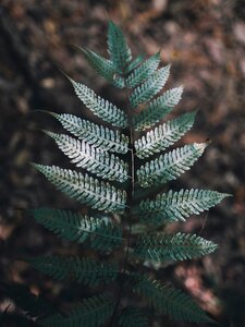 Fern plant nature