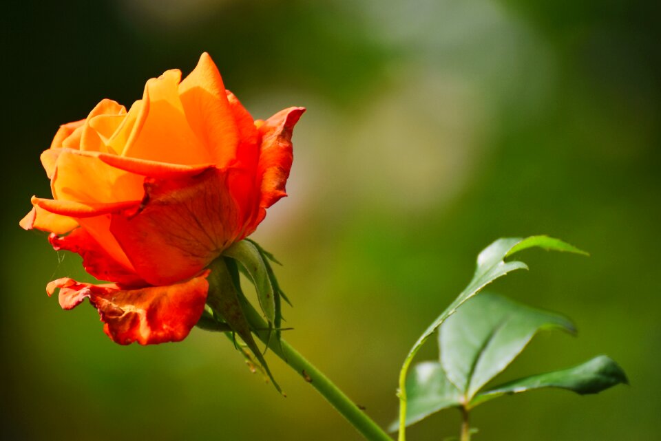 Red rose rose blooms background green