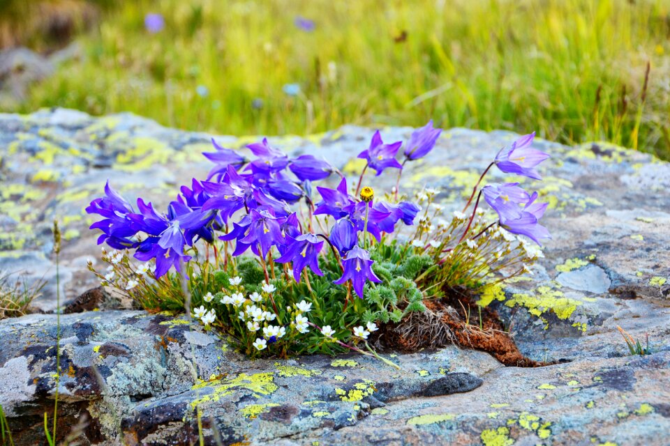 Spring flowers plant flowers