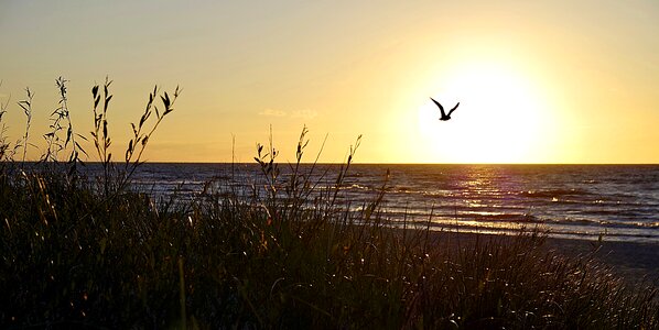 Bird seagull the coast