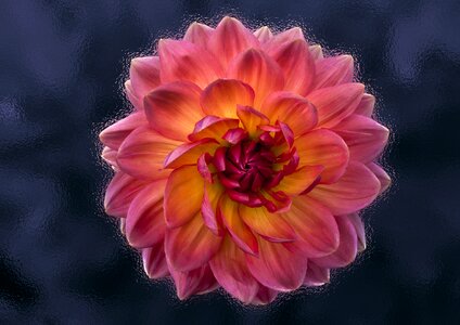 Plant petal decoration