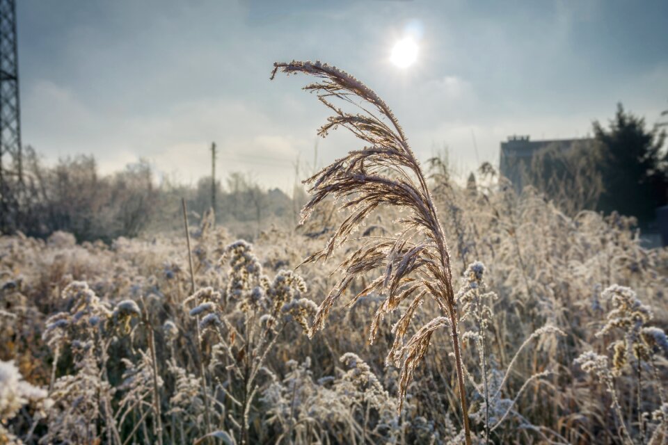 Frozen nature sunrise