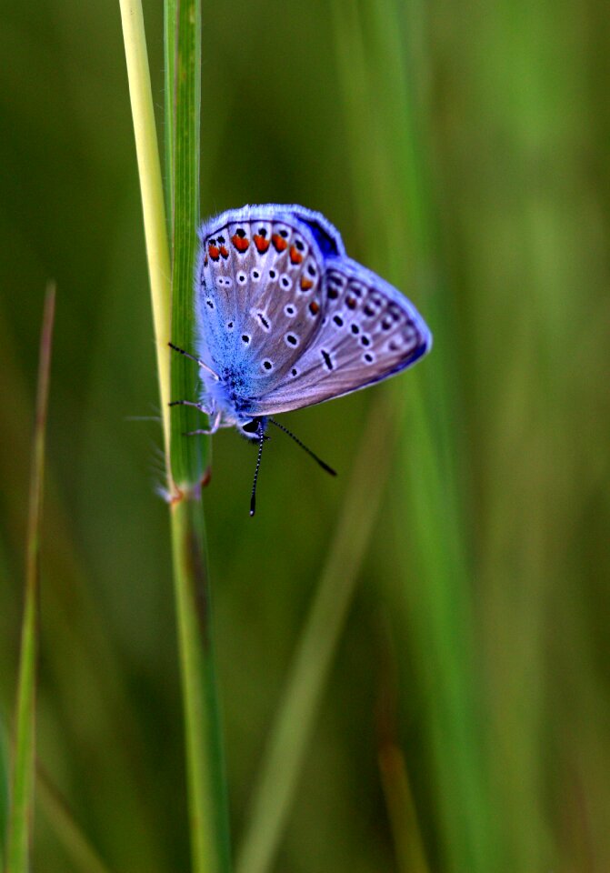 Rest plant insecta