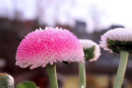 Season leaf bellis