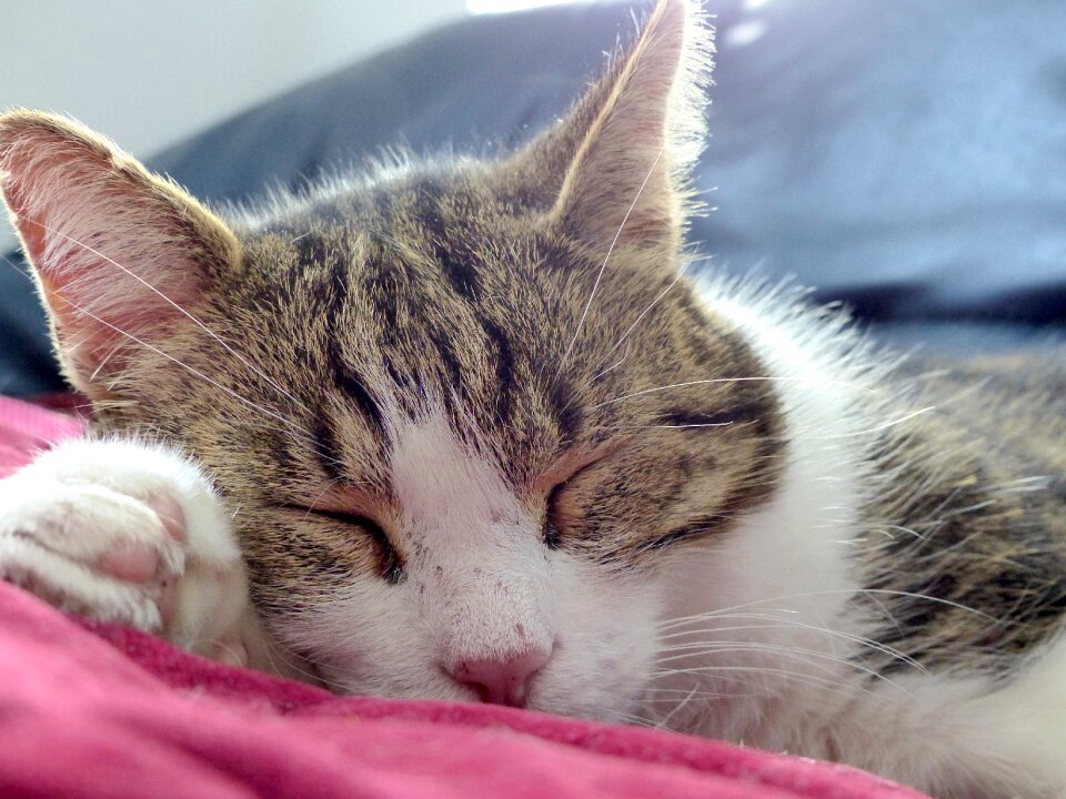 Cat sleeping domestic animal relaxation
