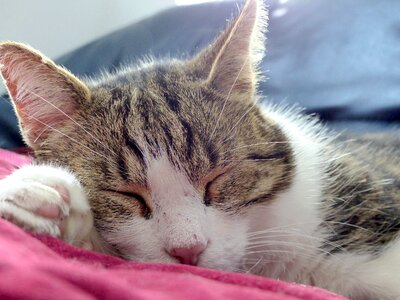 Cat sleeping domestic animal relaxation photo
