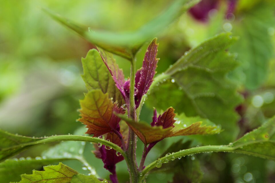 Flower outdoors magenta