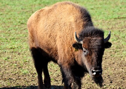 American bison wild livestock