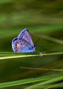 Wings plant rest