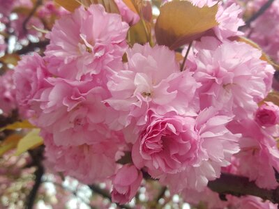 Blossom spring nature