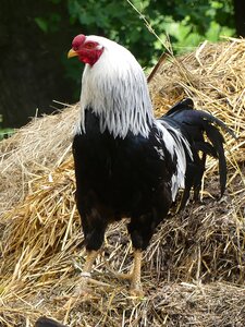 Poultry livestock chicken run photo